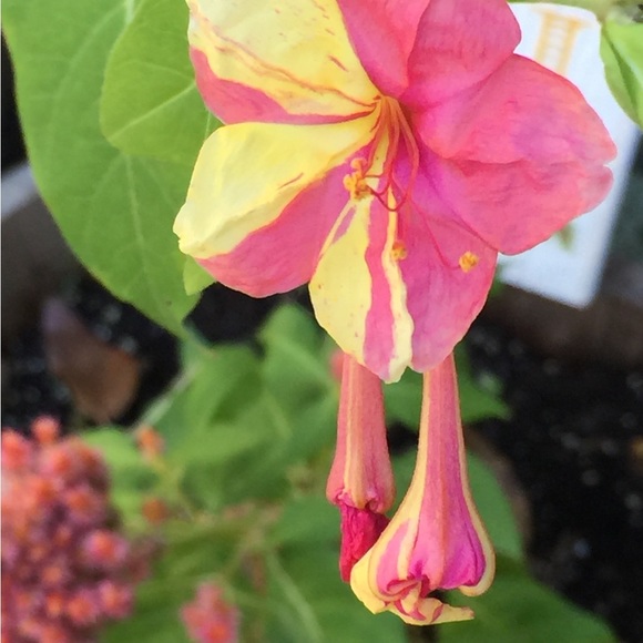 Meet your Posher, Lori - Picture 5 of 10